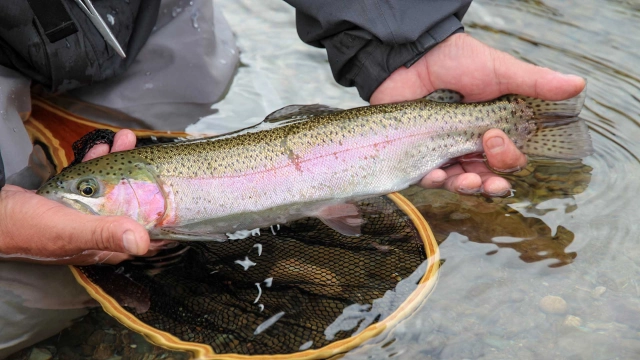 Fun to FlyFishing 秋のレインボートラウト攻略