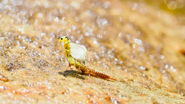 フライギャラリー 刈田敏三～水生昆虫の小宇宙～