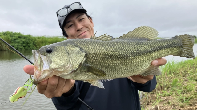 Dz BASS