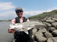 RUN＆GUN SALT KUMAMOTO RIVER SEABASS