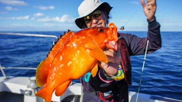 Rock'n Fish