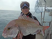 BinBinソルト 30 春爛漫！愛媛県松山で気難しいノッコミマダイに挑む