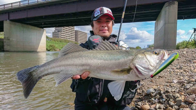 Seabass Journey