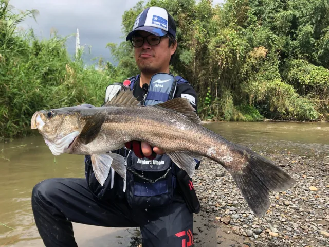 Seabass Journey 37 鹿児島県錦江湾