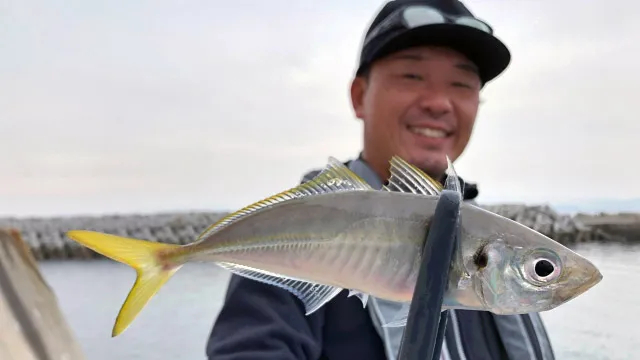 Salt X No 5 大分県姫島 アジング 釣りビジョン