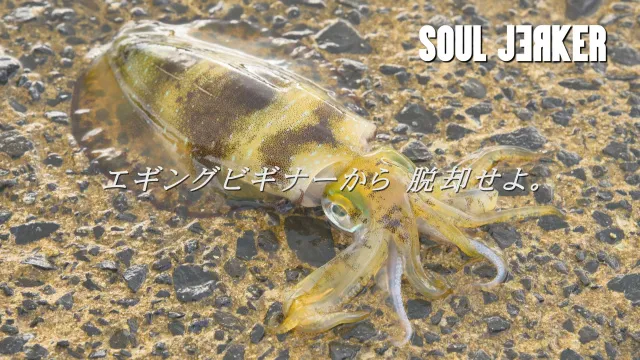 SOUL JERKER 5 特別編 春夏秋冬×アオリイカ徹底攻略