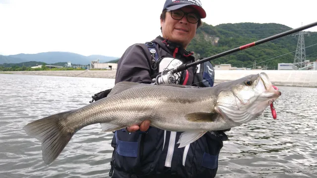 Seabass Journey 39 岩手県大船渡