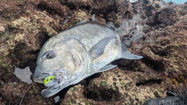 Fish Fury