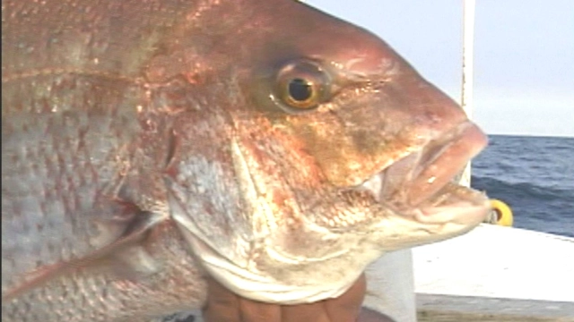 特選！沖釣り紀行