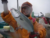 大漁！関東沖釣り爆釣会 その43　江ノ島沖のイナダ　