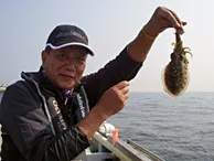 沖釣りギャラリー 東京湾のスミイカ