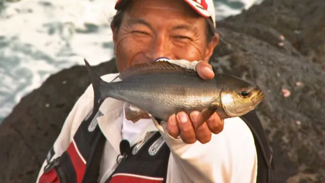 ザ・激磯 初夏の神子元島でオナガとイサキ大攻略