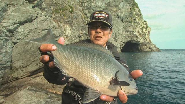 磯釣りギャラリー 片伯部光広 ～大分県米水津でシ-ズン初期のクロを攻略～