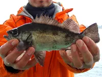 桜満開！春の海釣りを大公開 