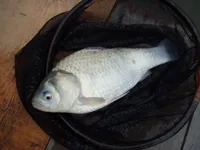 みんなでヘラブナ釣りを楽しもう！ ～管理釣り場編～