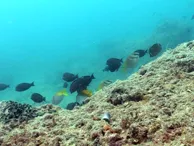 いちゃりばちょーでー　沖縄の海 