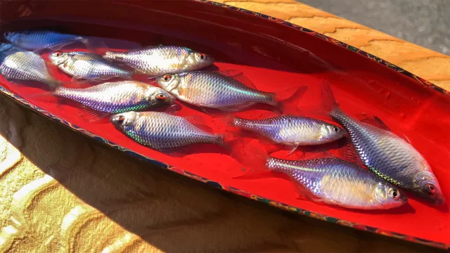 魅惑の釣り 2 江戸前の粋・寒タナゴの世界