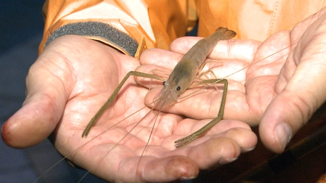 The Long Arms