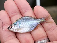 旬の釣り 水郷で淡水魚と戯れる冬