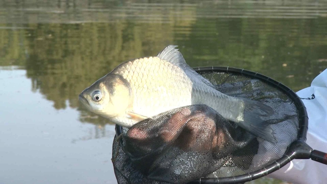 ヘラブナギャラリー