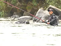 鮎2016 中国地方の大河川・江の川で大鮎と遊ぶ