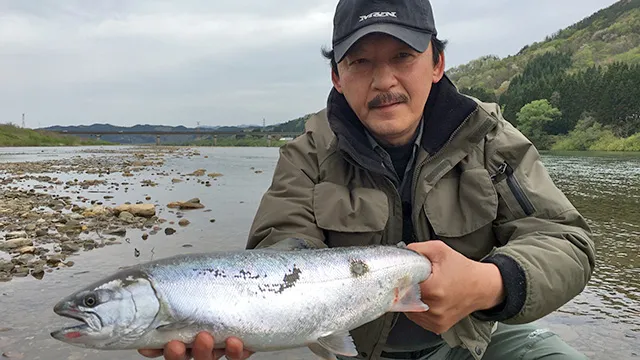 トラウトギャラリー 秋田県米代川のサクラマス