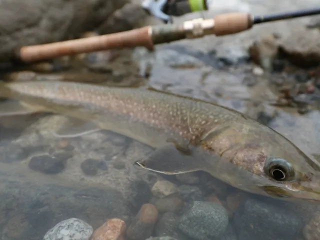 トラウトギャラリー 信州高瀬川の大岩魚