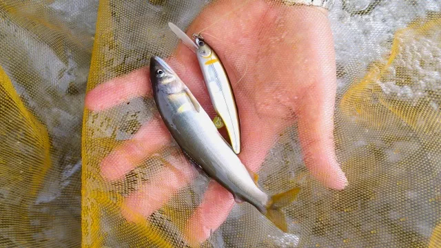渓流ギャラリー キャスティング＆友釣りスタイルで狙う 鮎のルアーフィッシング | 釣りビジョン