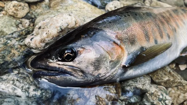 トラウトギャラリー 北秋田 阿仁川水系釣行