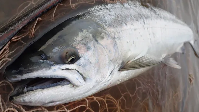 TROUT QUEST 22 岩手県北上川のサクラマス