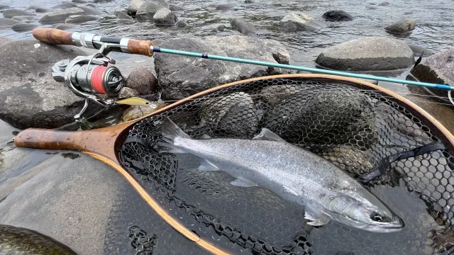 トラウトギャラリー 名手の北陸遠征に密着 ～九頭竜川本流ヤマメと奥越渓流のイワナ～