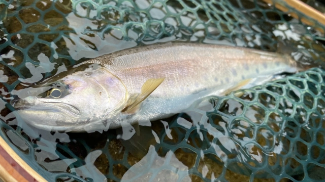 24 新潟県魚野川の本流ヤマメ