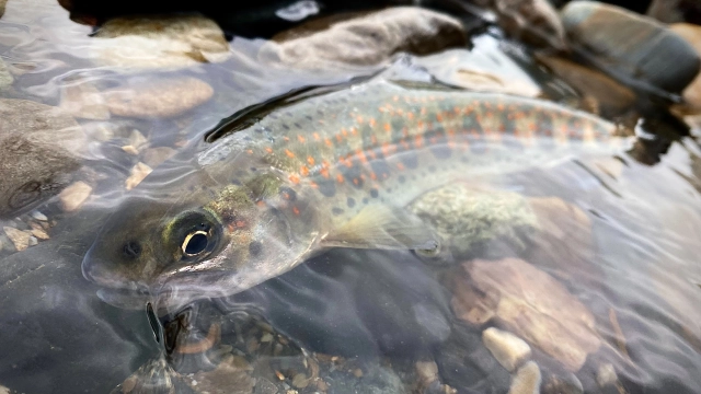 TROUT QUEST 25 長野県木曽川のアマゴ