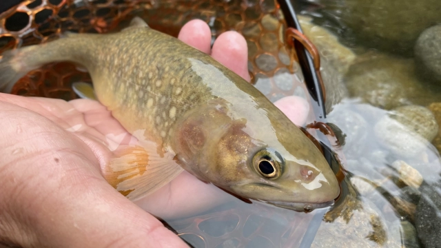 TROUT QUEST 32 岐阜県石徹白川のイワナ