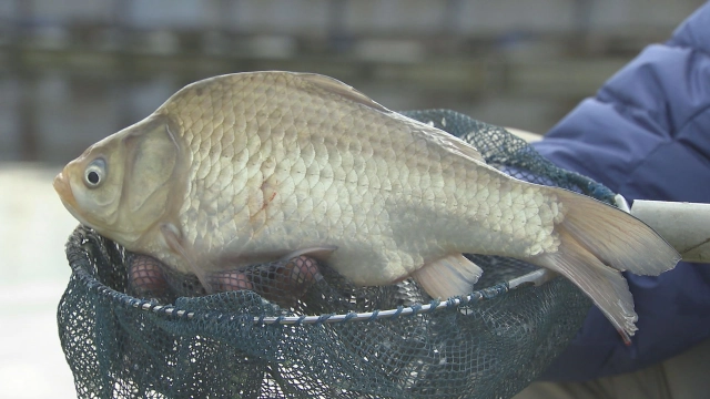 ヘラブナギャラリー