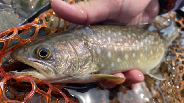 TROUT QUEST