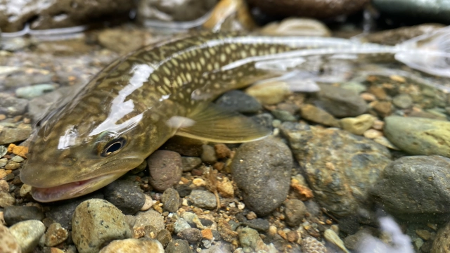 35 秋田県米代川水系の美鱒