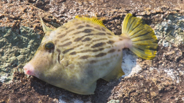 海釣りギャラリー