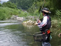 伝心伝承 79  高知県四万十川水系北川～水浅葱に染まる銀鮎の群れ～