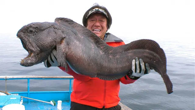 魚種格闘技戦！ BATTLE‐222 オホーツク海の怪魚！オオカミウオとのリベンジマッチ