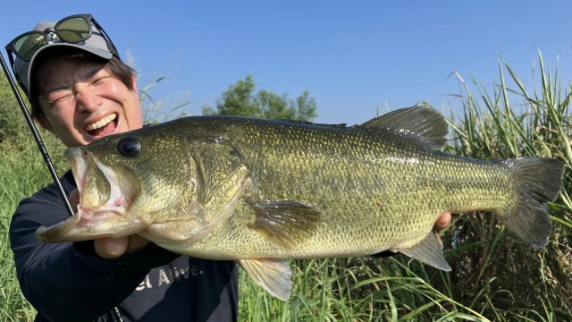 Dz BASS