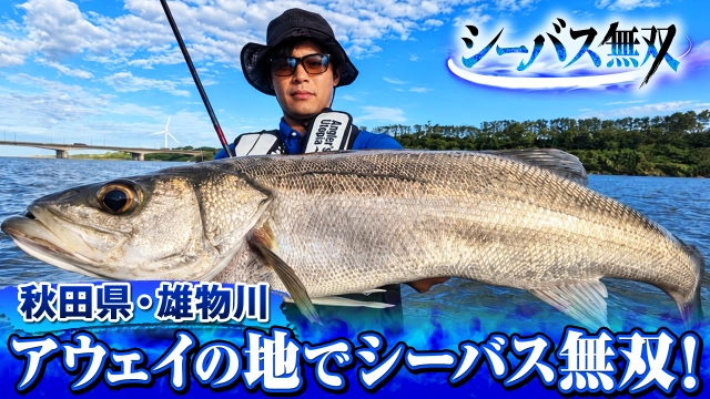 シーバス無双