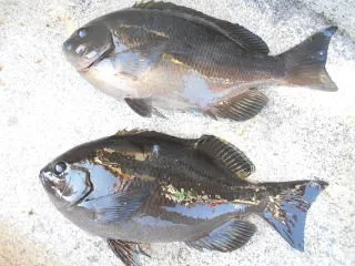 弁天丸の2019年1月23日(水)3枚目の写真