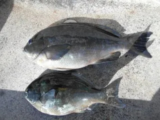 弁天丸の2019年1月30日(水)1枚目の写真