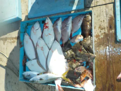 釣船 英造丸の2019年11月5日(火)1枚目の写真