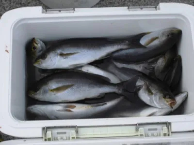 磯釣佐市丸の2019年11月6日(水)2枚目の写真