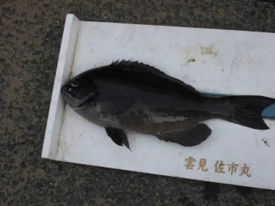 磯釣佐市丸の2019年11月10日(日)1枚目の写真