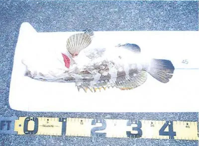 脇田海釣り桟橋の2019年10月11日(金)1枚目の写真