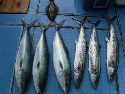 愛知県師崎港 荒ますつり船の釣果詳細 釣果 施設情報 釣りビジョン 釣果 施設情報 釣りビジョン
