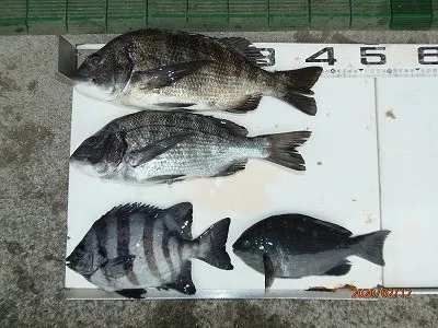 奥田つり具店の2020年2月12日(水)4枚目の写真